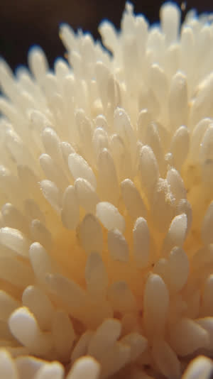Extreme macro of steamed rice grains blanketed in white koji mycelium, soft downy texture, shallow depth of field, warm diffused light