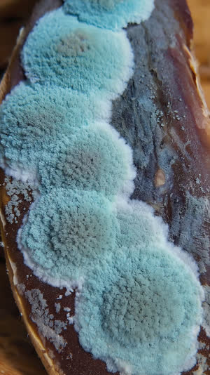 Dried bonito blocks packed in a wooden crate in a dim curing room, soft pale blue-green mold bloom covering their surfaces, humid air, quiet muted light, macro detail
