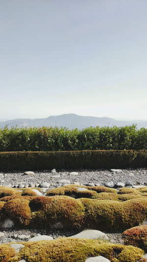 One single continuous photograph with layered horizontal bands: moss and stones in the foreground, a low clipped hedge, a distant mountain ridge, then sky, calm light, no…