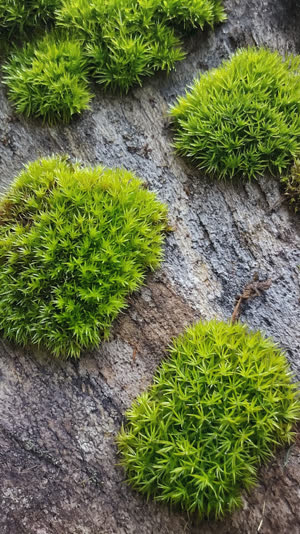 Close-up of several different moss species meeting in patches, varied textures and shades of green, macro detail, photorealistic documentary photograph, natural soft light, muted…