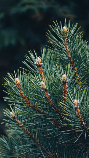 Close-up of a masterfully pruned pine branch, every needle cluster deliberate, dark elegant background, photorealistic documentary photograph, natural soft light, muted realistic…