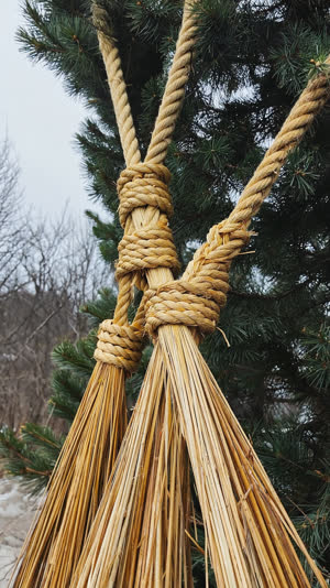 Close-up of straw ropes tied to pine branches, radiating lines under soft grey winter sky, functional beauty, photorealistic documentary photograph, natural soft light, muted…
