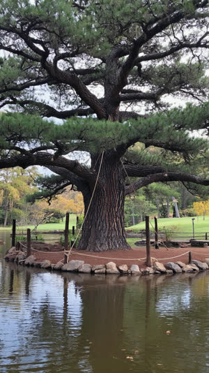 An enormous ancient black pine with sprawling branches supported by ropes and posts beside a pond, dignified presence, photorealistic documentary photograph, natural soft light,…