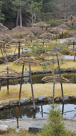A wide Japanese strolling garden in early winter where many pine trees each stand under a cone of yukitsuri ropes radiating from center poles, receding rows showing the scale of…