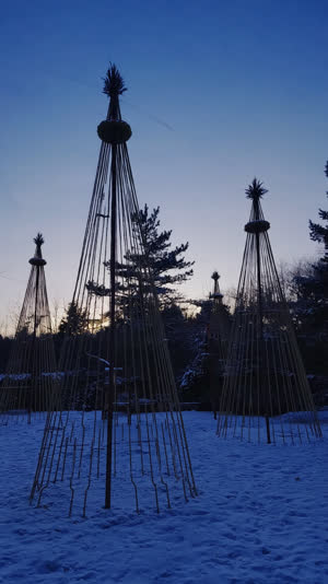 Silhouettes of several realistic yukitsuri rope cones over pine trees against a dusk winter sky, straight ropes radiating from tall center poles to the ground, geometric and…
