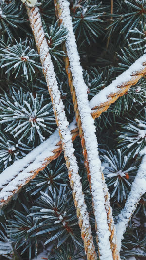 Snow resting on taut ropes and pine needles, close detail of function becoming ornament, quiet light, photorealistic documentary photograph, natural soft light, muted realistic…