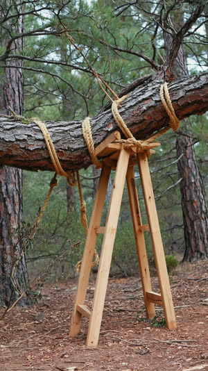 An aged pine limb supported by wooden crutches and ropes, centuries of care visible in its curved form, photorealistic documentary photograph, natural soft light, muted realistic…
