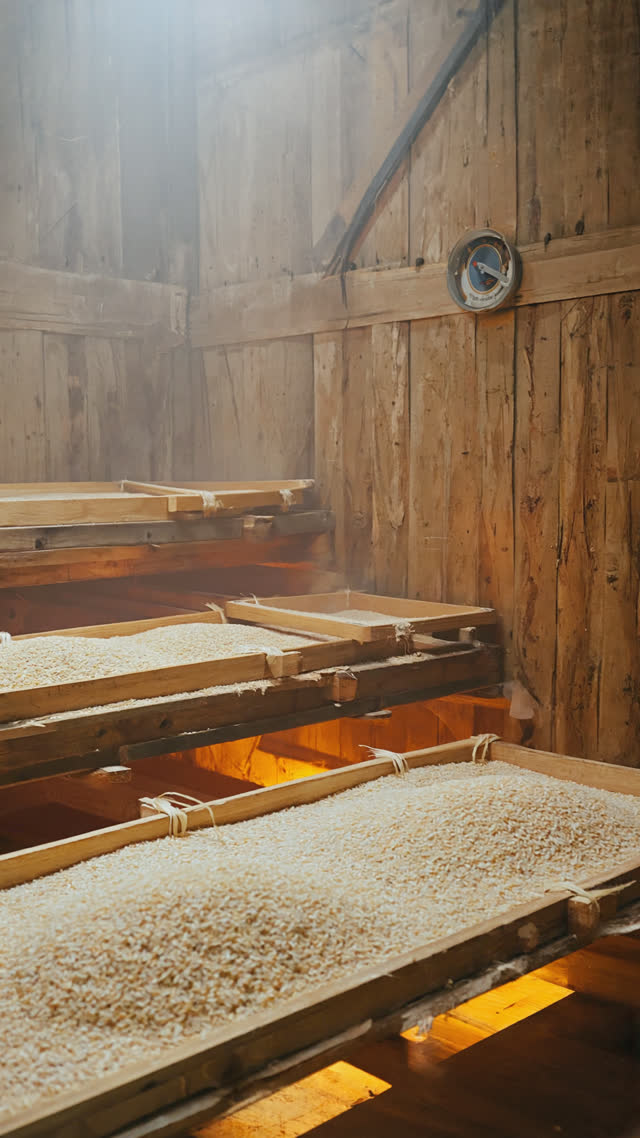 Fine green koji spores falling in a drifting cloud over warm steamed rice in a cedar tray, backlit powder and rising steam, motion caught mid-air