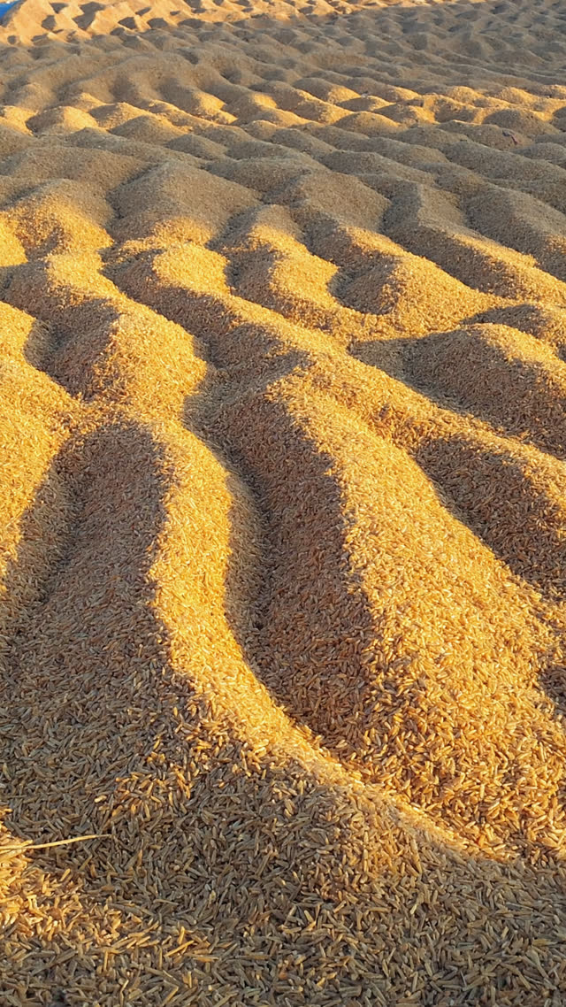 Overhead view of hands turning and folding damp rice bran mash inside a crock, bran lifting and falling, fresh aerated furrows forming, warm kitchen light