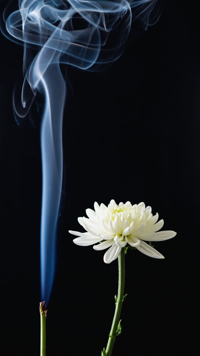 Single white chrysanthemum beside a thin ribbon of incense smoke, black background, respectful funerary stillness, elegant low light